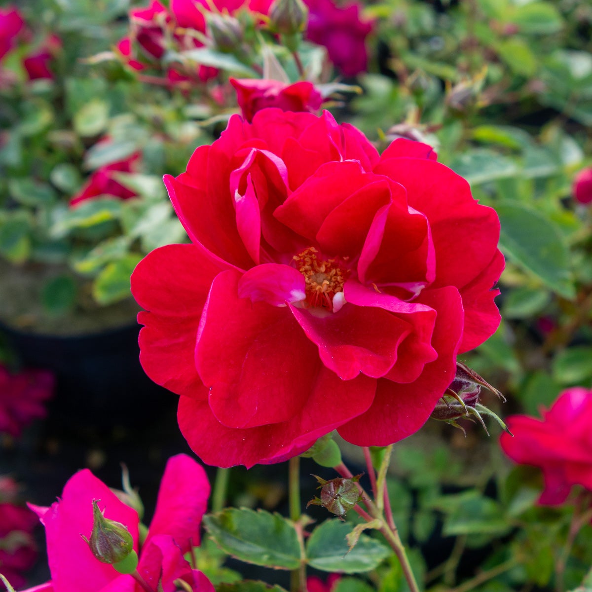 kordesii-ros 'Henry Kelsey'