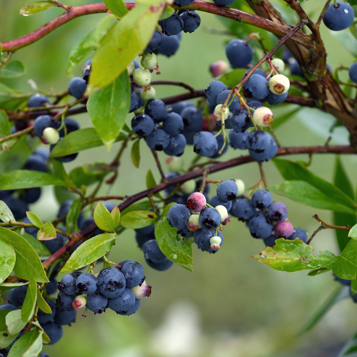 amerikanskt blåbär 'Goldtraube 71'