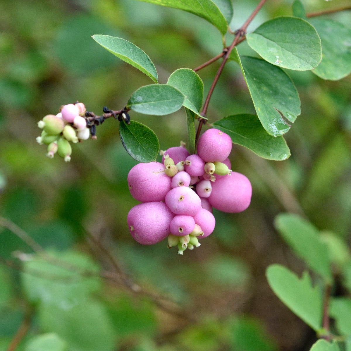 doorenbossnöbär 'Amethyst'