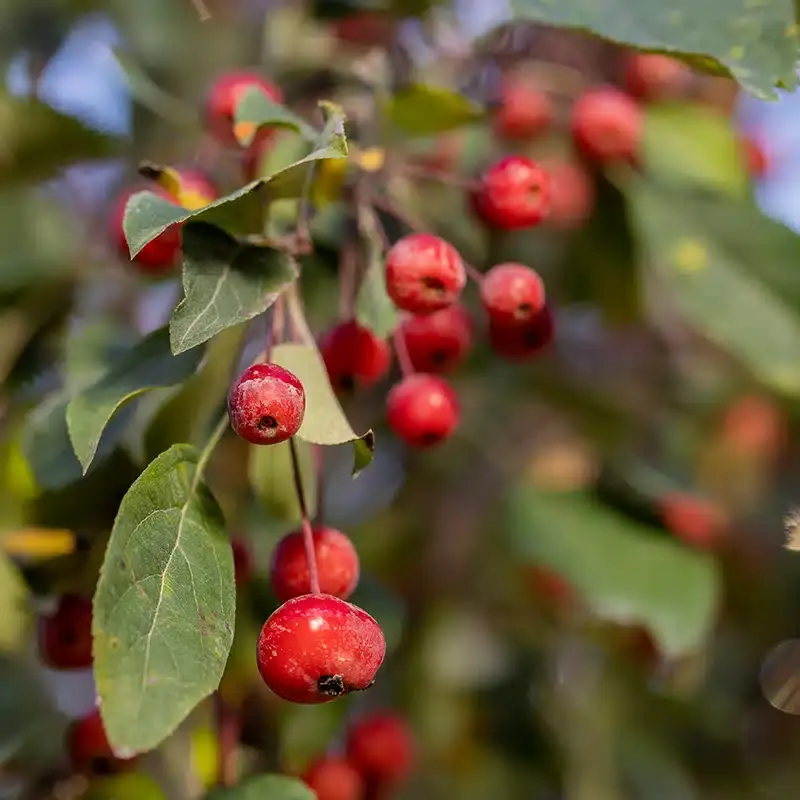Splendor Ruby Malus Ruby Tears ('Bailears') | Splendor Plant