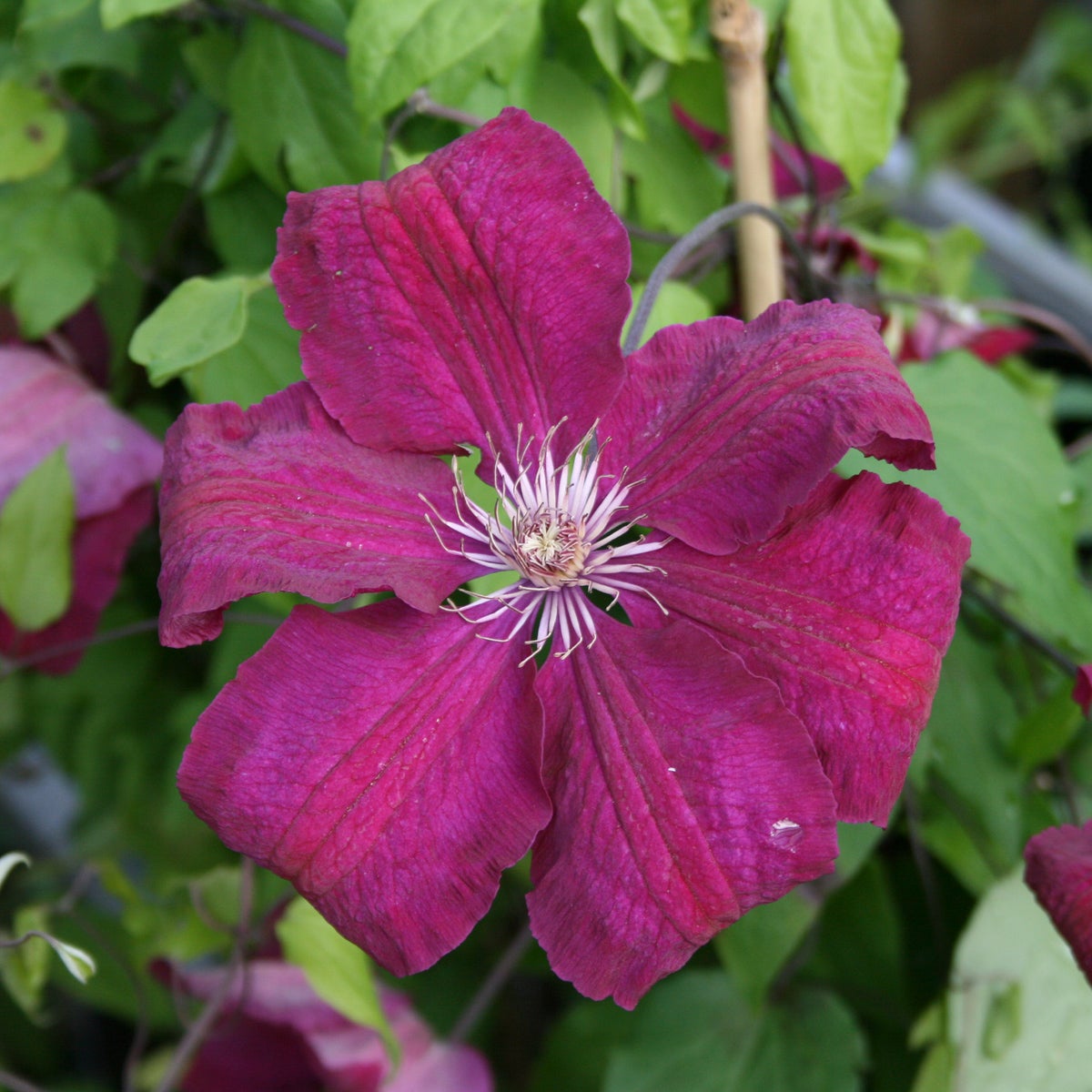 sen storbl klematis 'Rouge Cardinal'