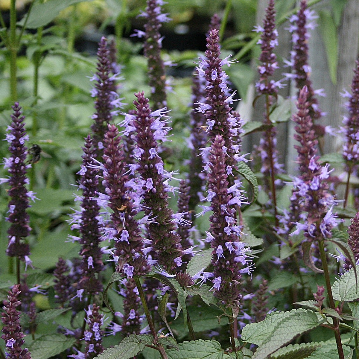 anisisop 'After Eight'PBR