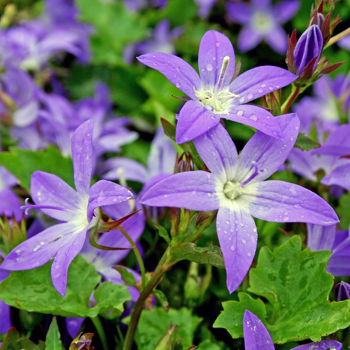 stjärnklocka 'Stella'