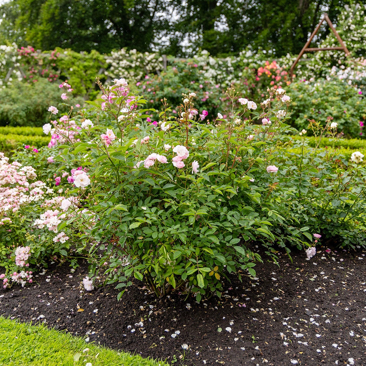 modern buskros Ole ('Baiole)