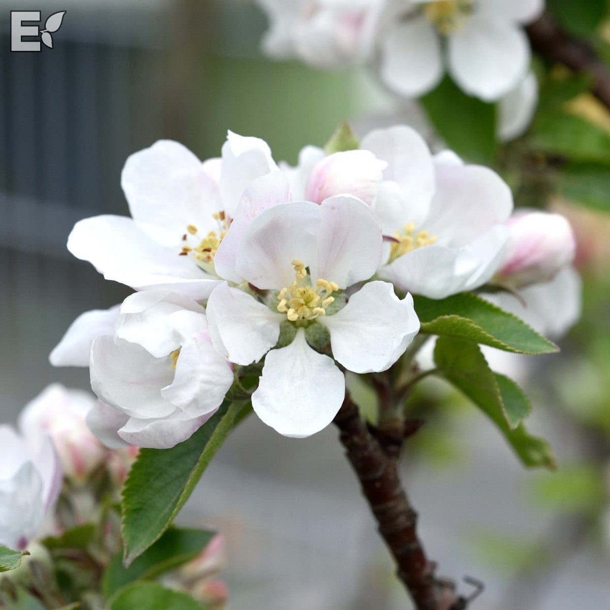 äpple 'Discovery' E