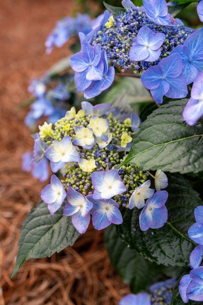 hortensia Pop Star®