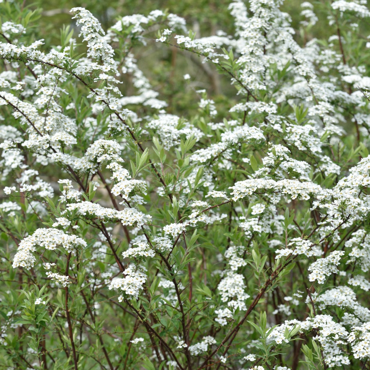norskspirea