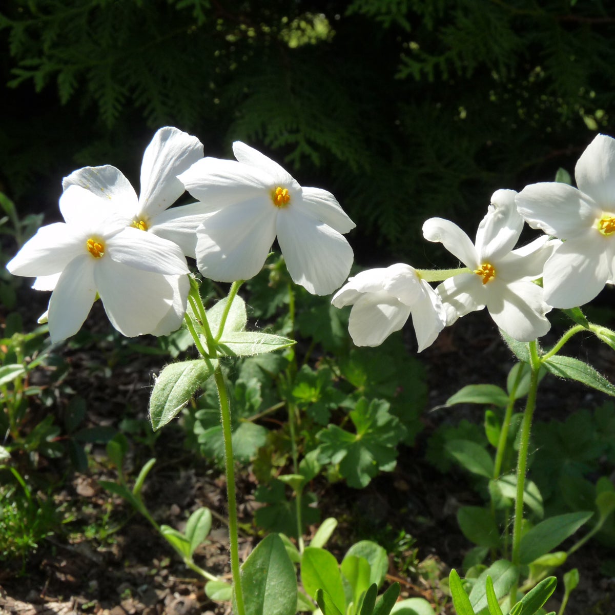 krypflox 'Alba'