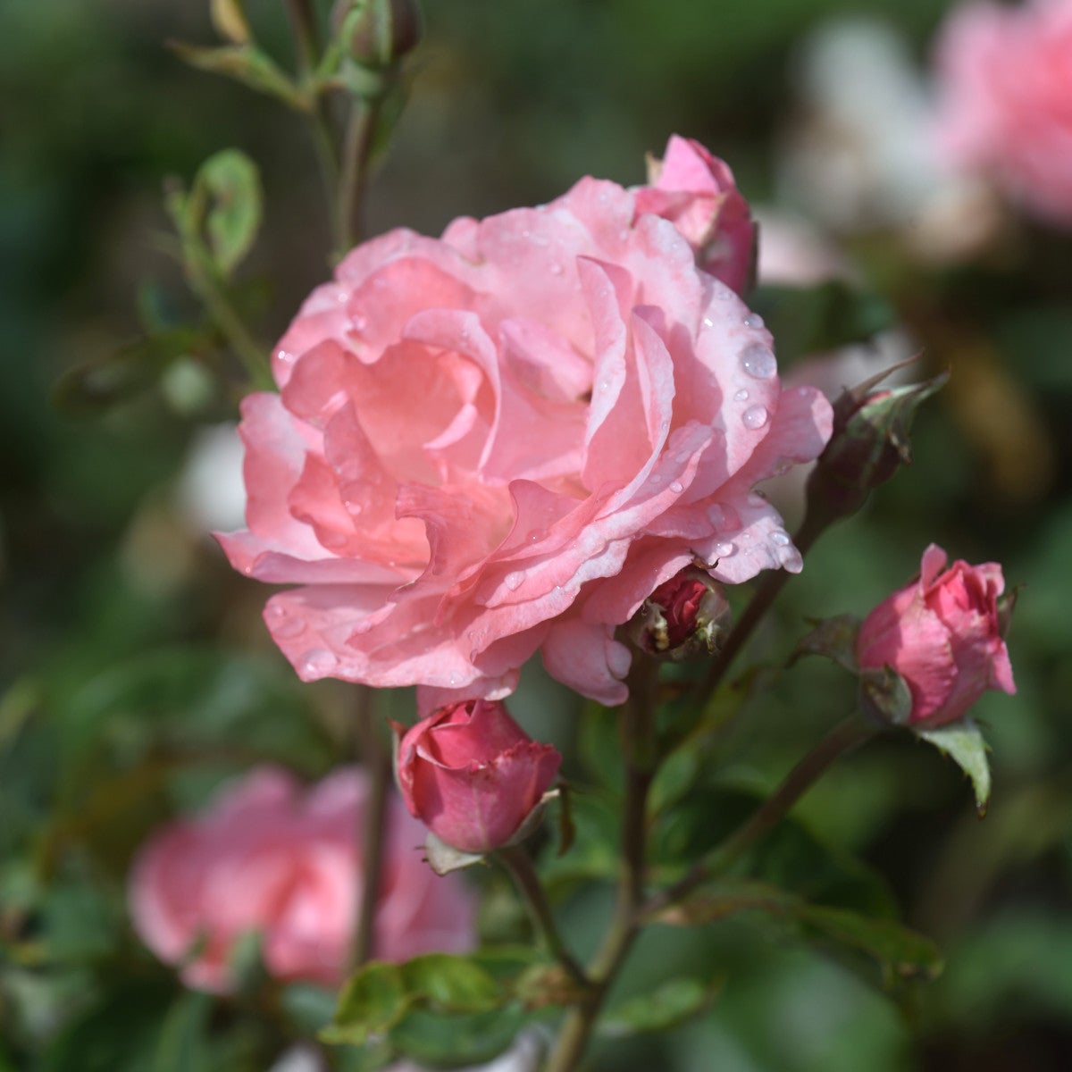grandiflora-ros 'Queen Elizabeth'