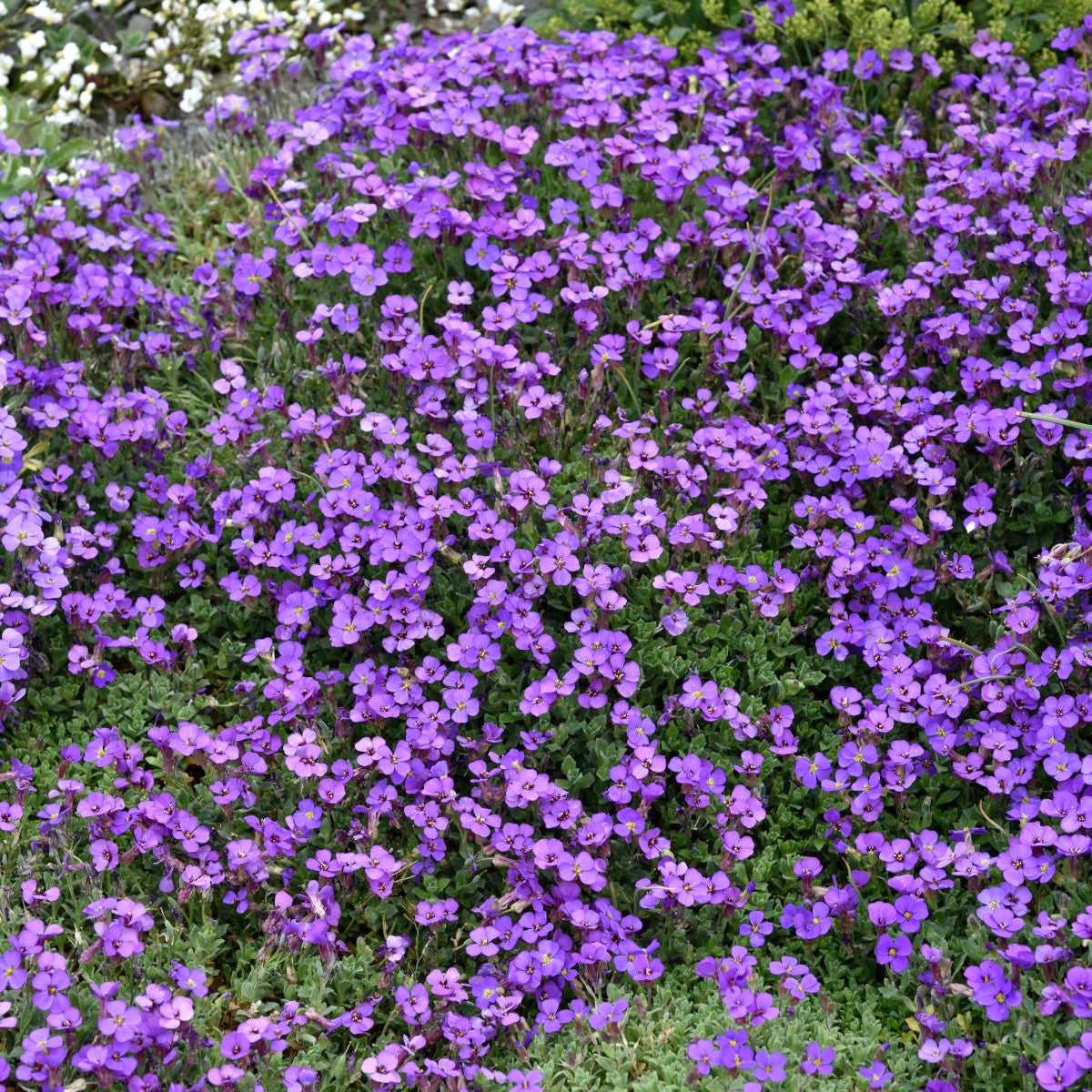 aubrietia 'Blaumeise'