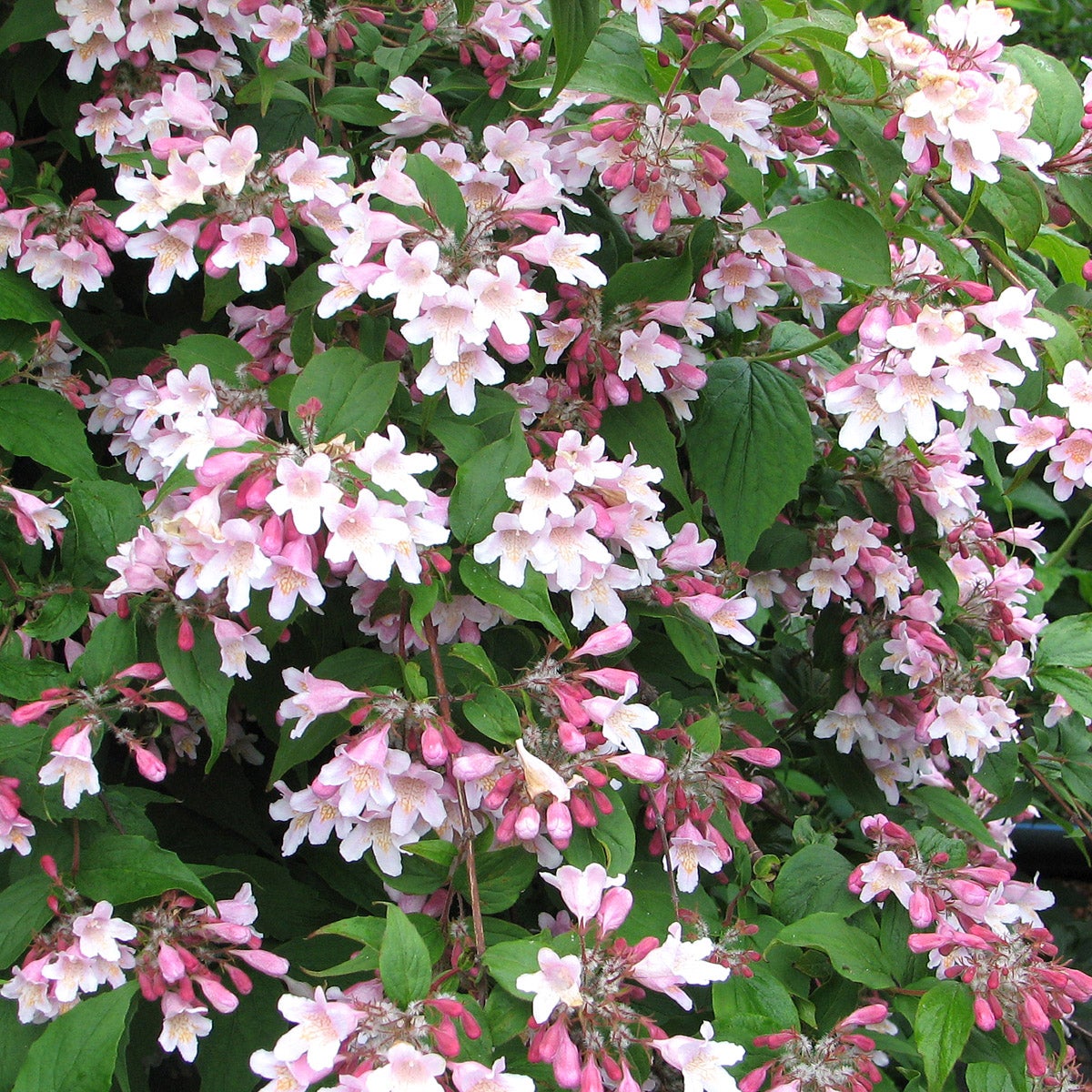 paradisbuske 'Pink Cloud'