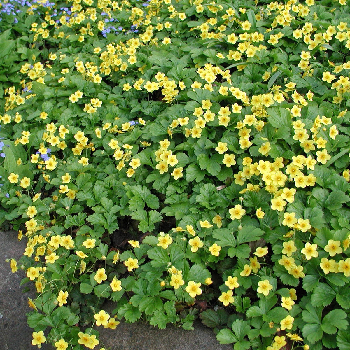 waldsteinia
