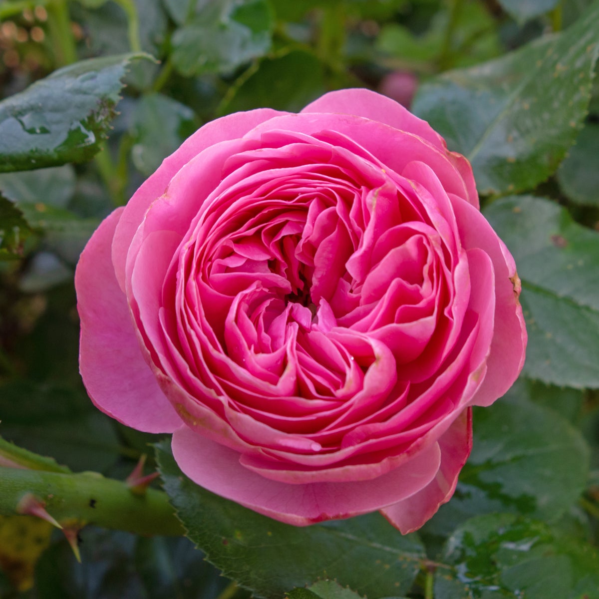floribundaros Leonardo da Vinci