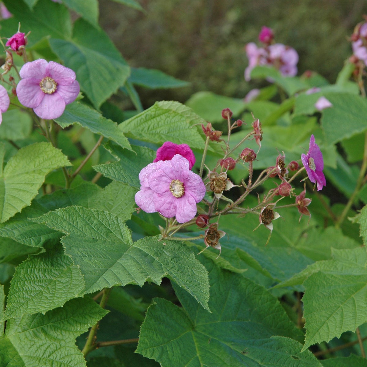 rosenhallon