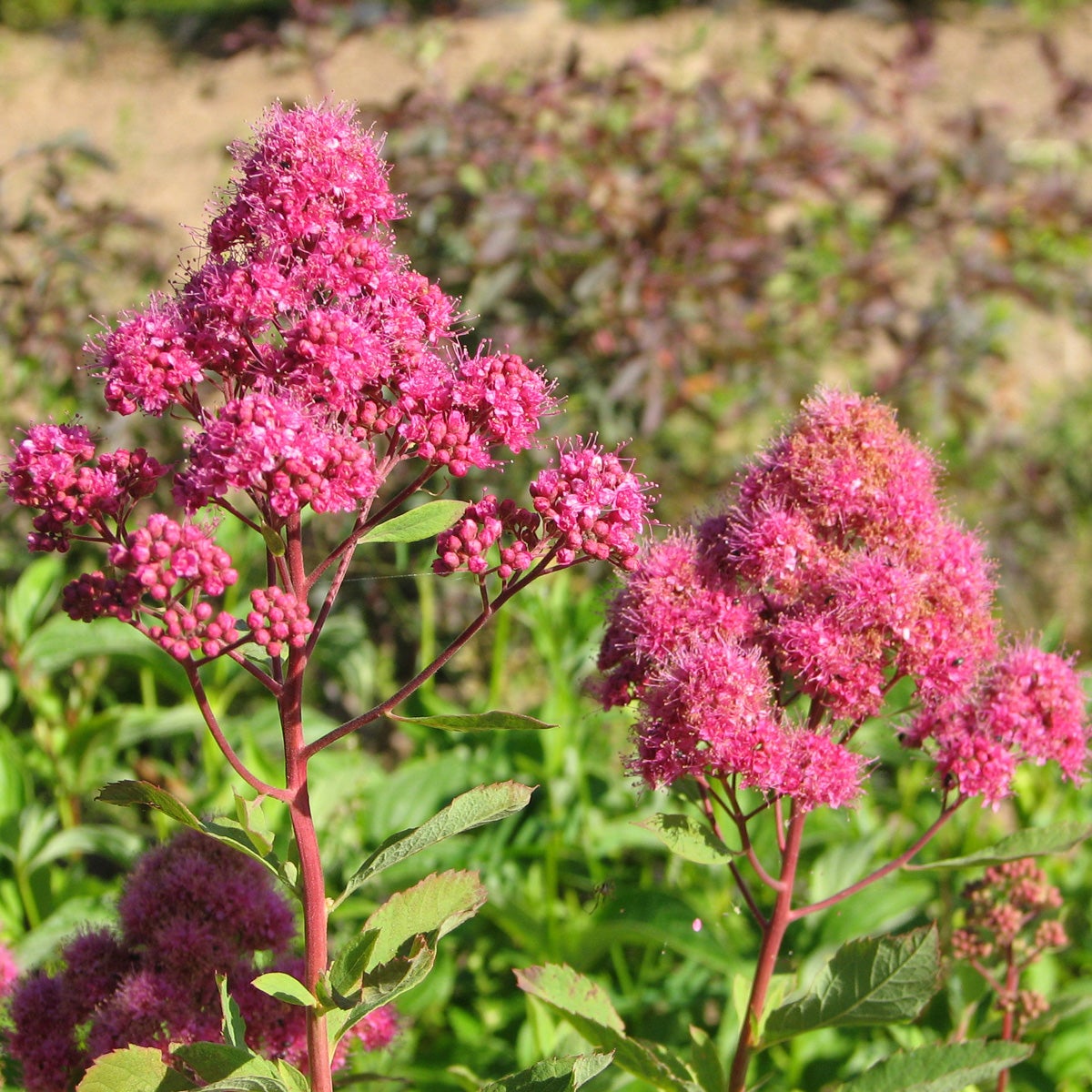 kungsspirea