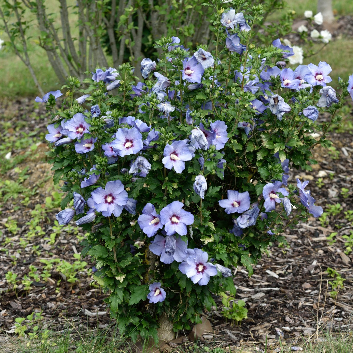 frilandshibiskus 'Oiseau Bleu'