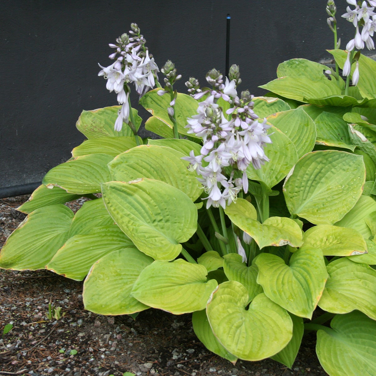 funkia 'August Moon' 