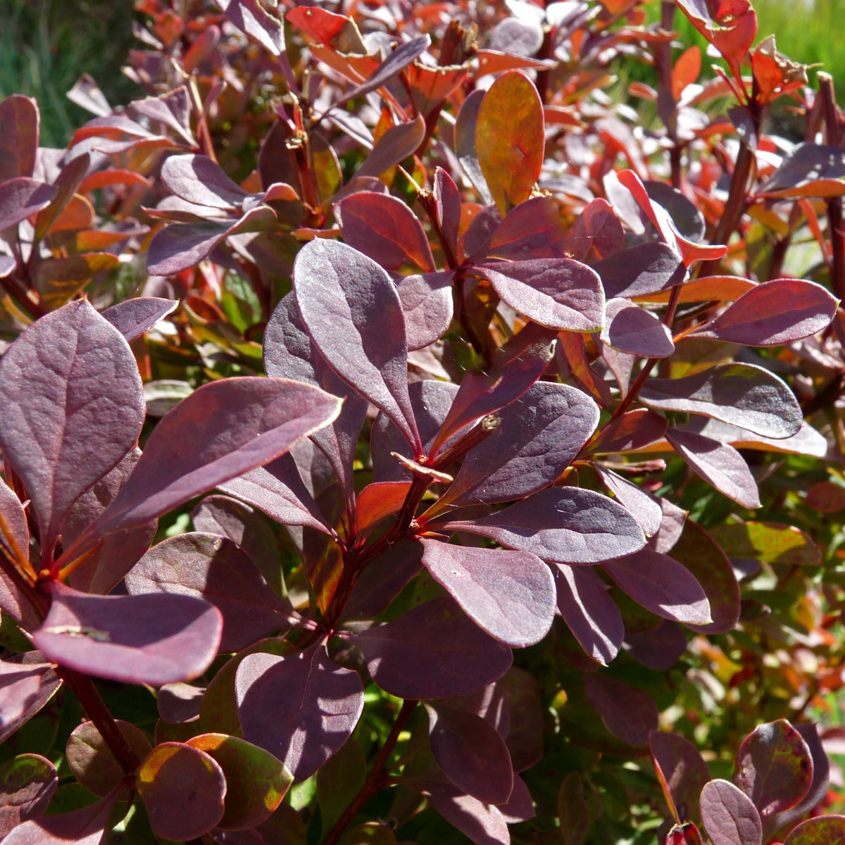 röd häckberberis 'Atropurpurea'
