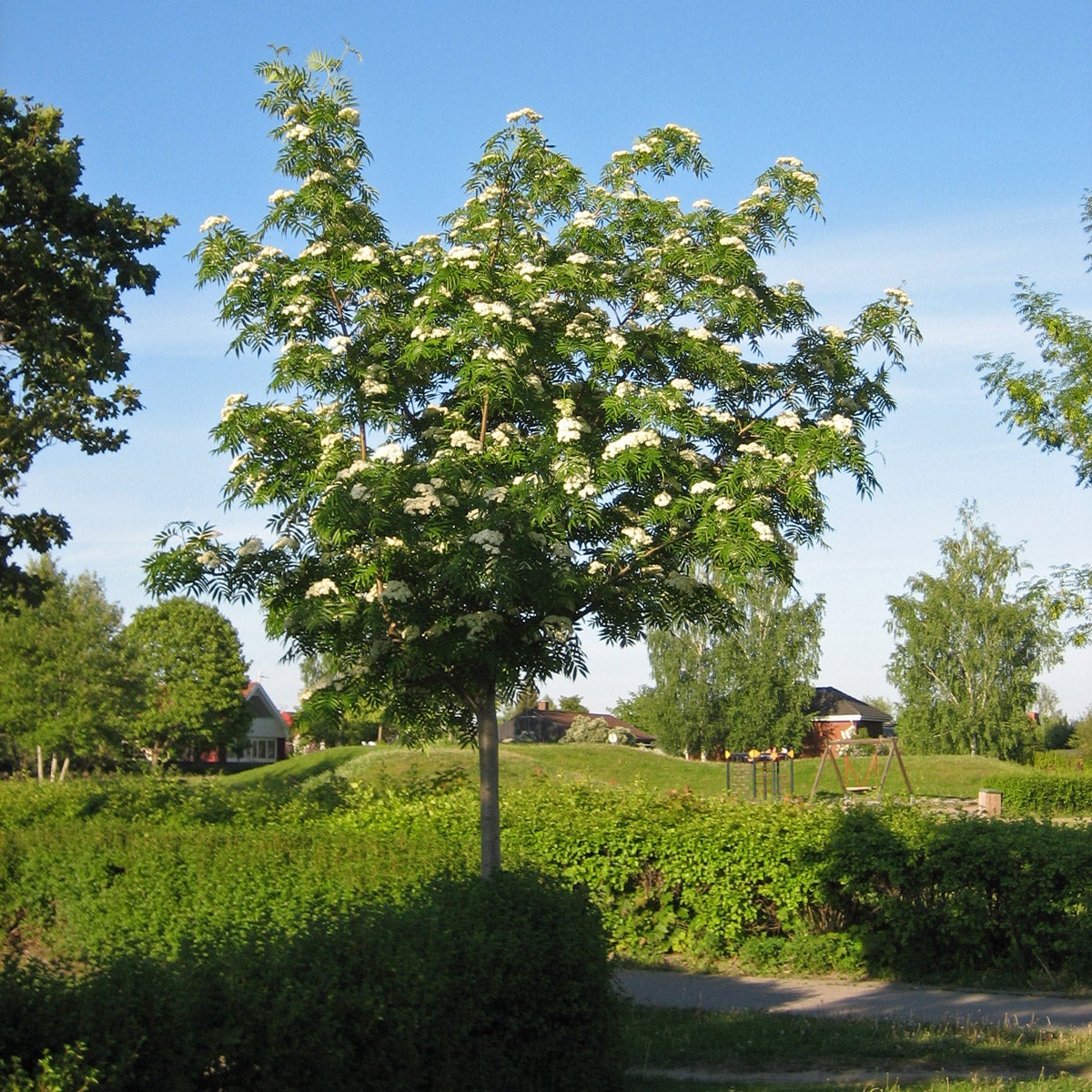 ullungrönn 'Dodong'