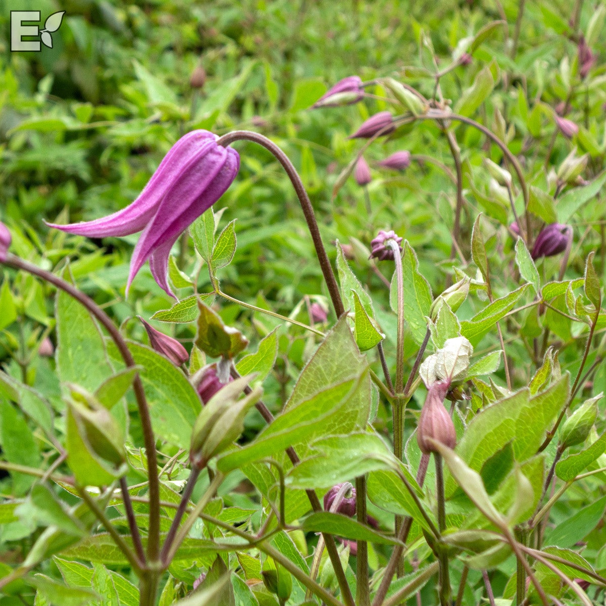 integrifolia-klematis Hedvig® E