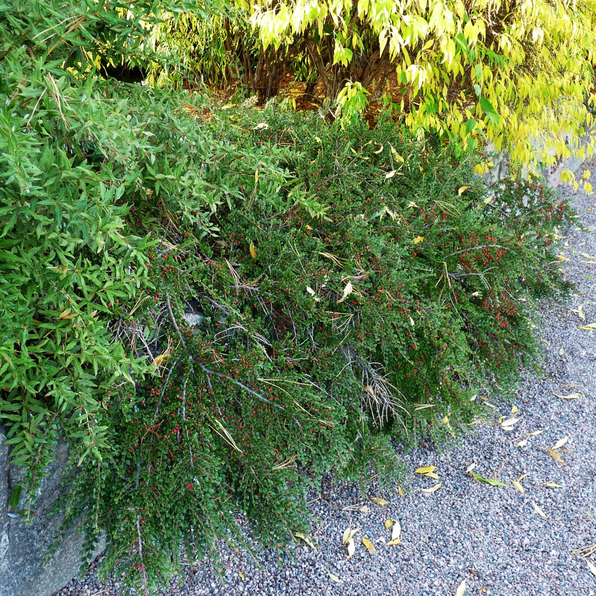 lingonoxbär