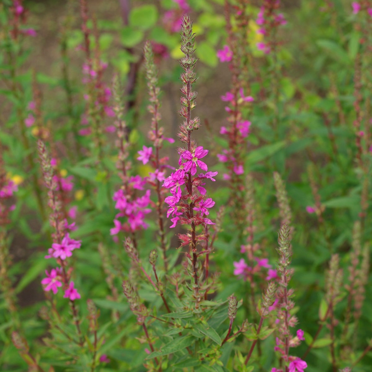 fackelblomster 'Robert'