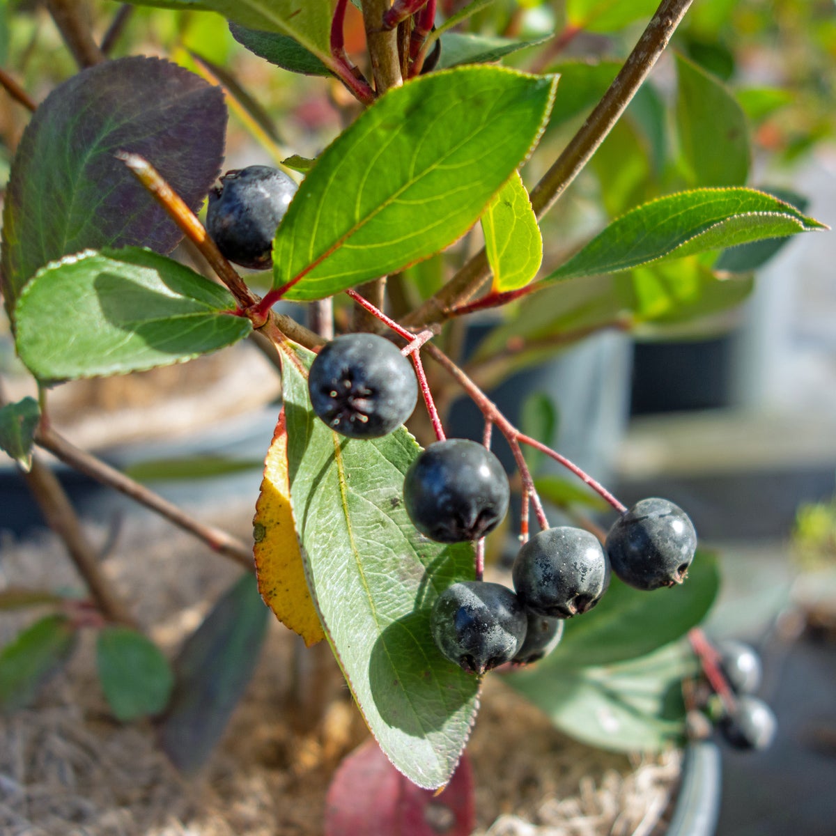 svartaronia 'Autumn Magic'