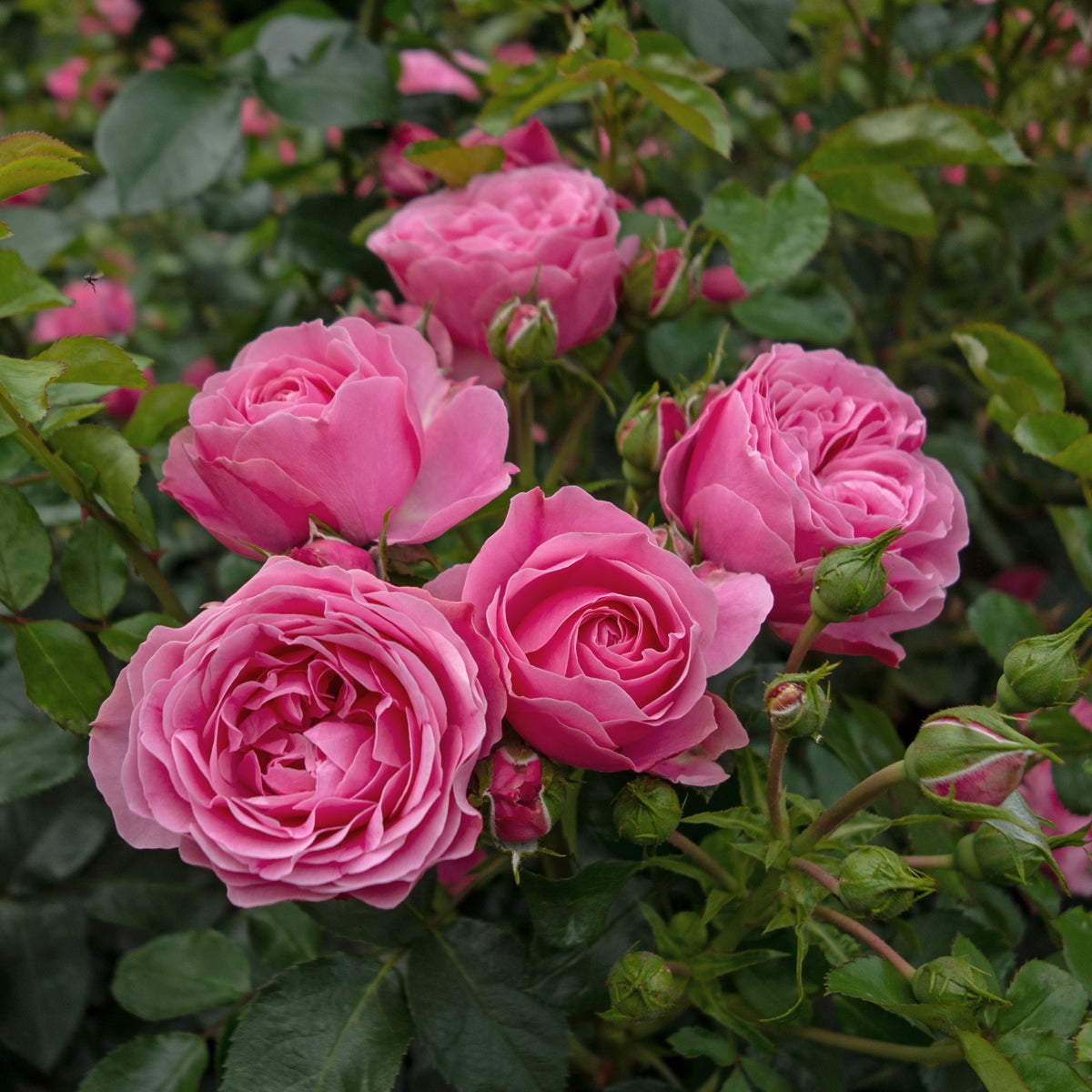 floribundaros Leonardo da Vinci