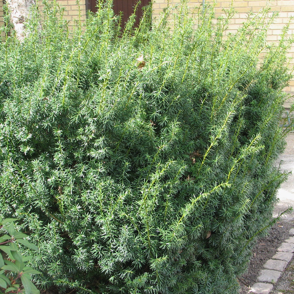 hybrididegran 'Hicksii'