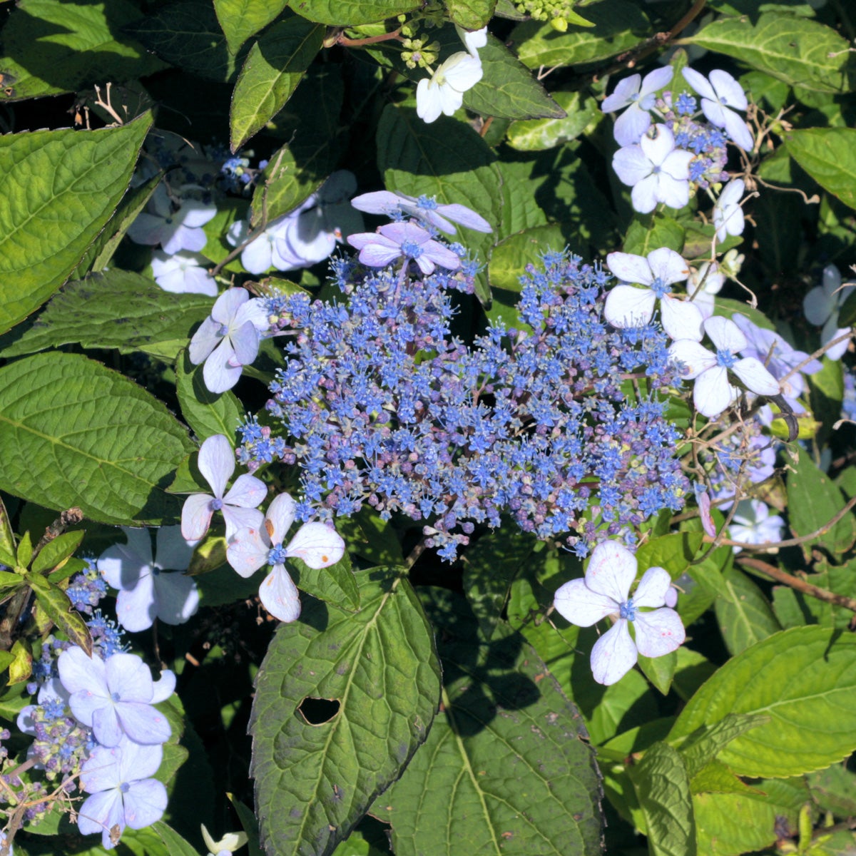 purpurhortensia 'Bluebird'
