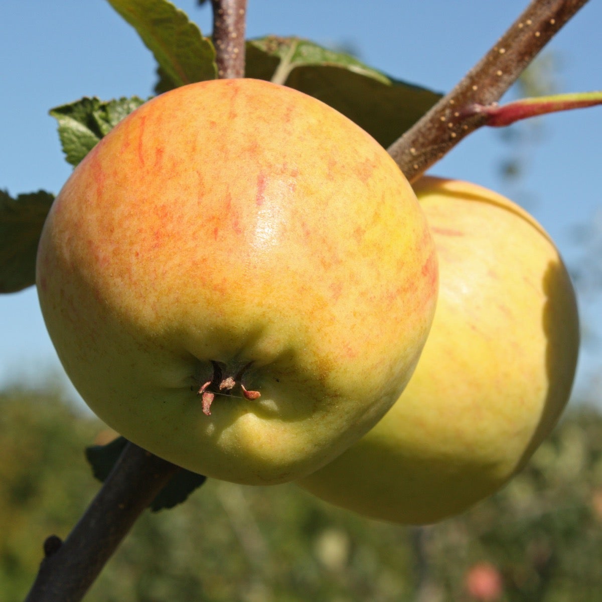 äpple Gult kaneläpple 