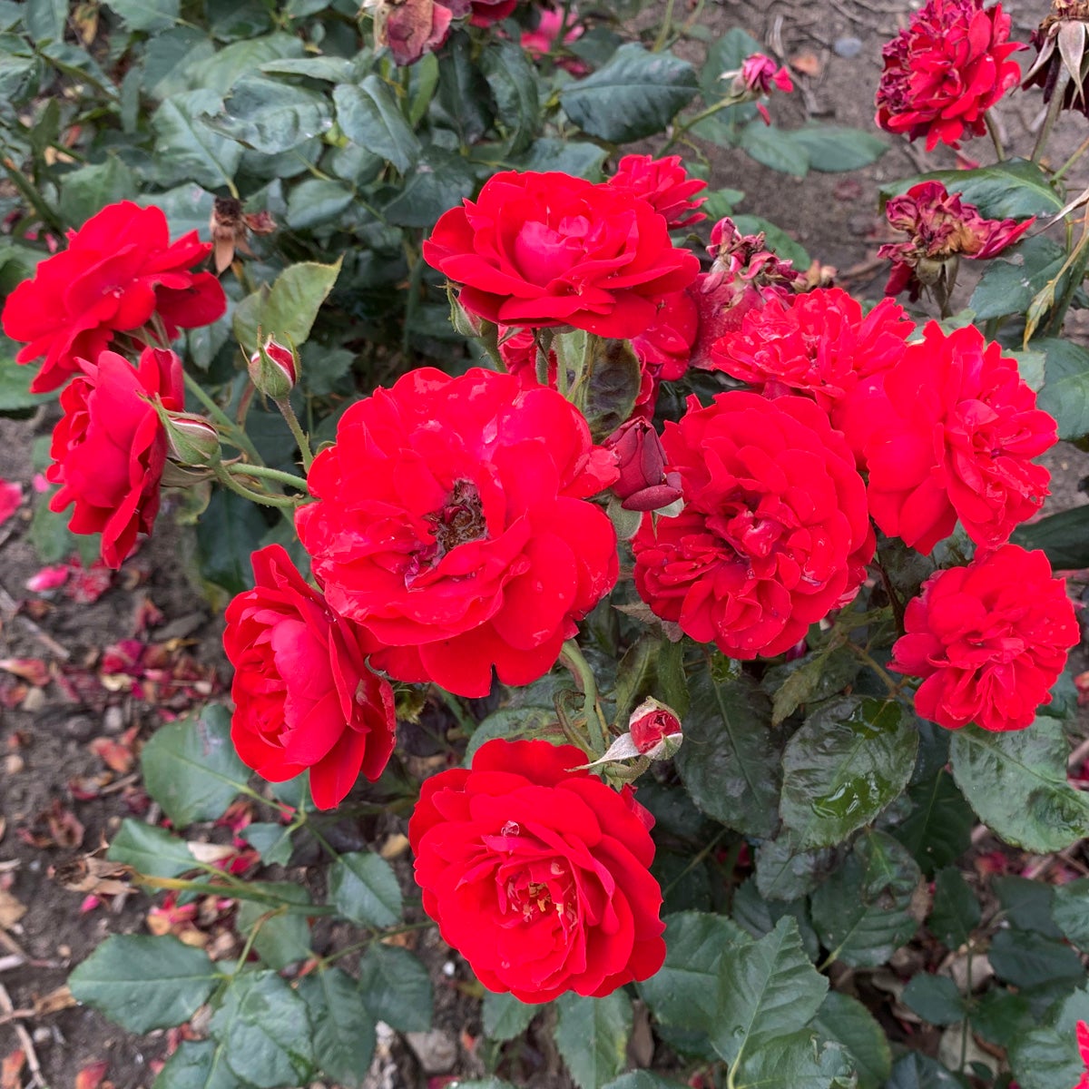 floribundaros Carl Philip