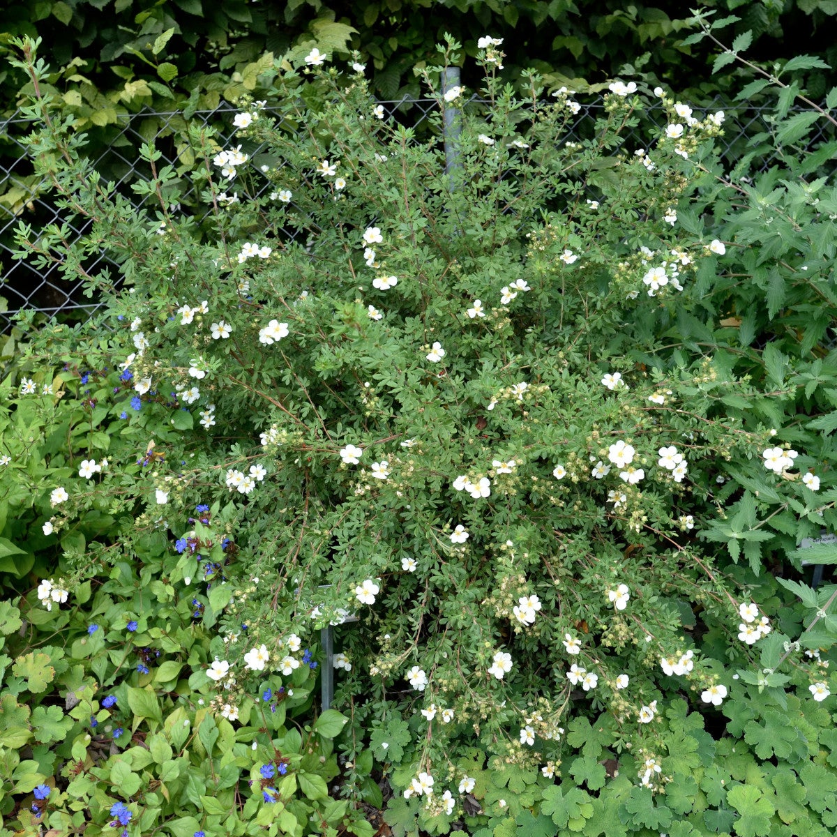 trädgårdstok 'Abbotswood'