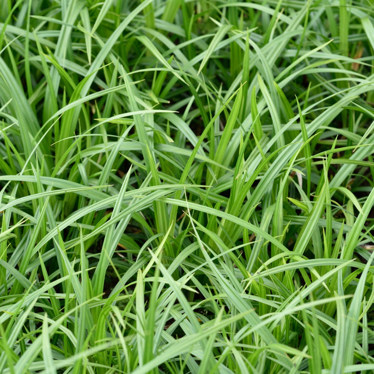 japansk starr 'Irish Green'