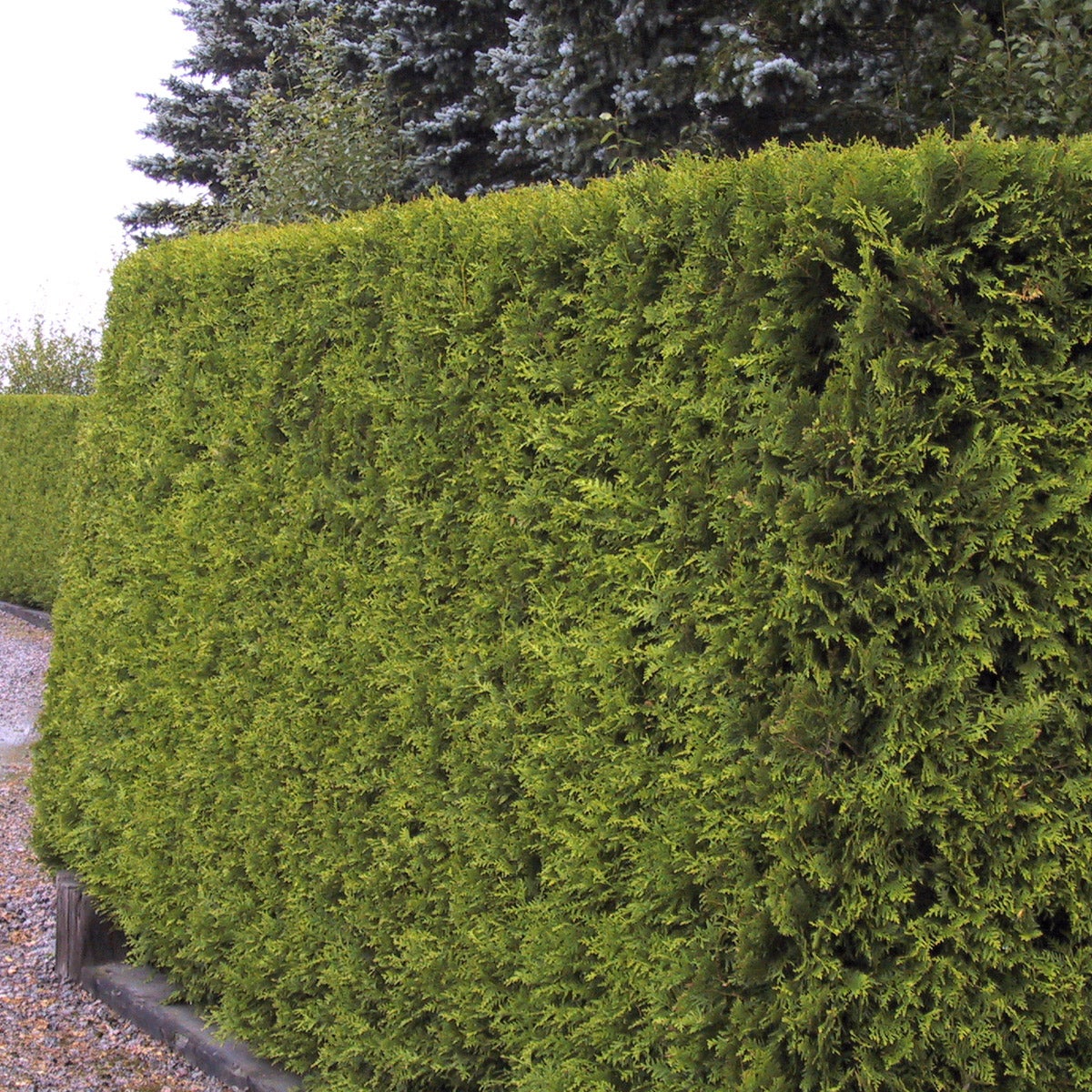 tuja 'Brabant'