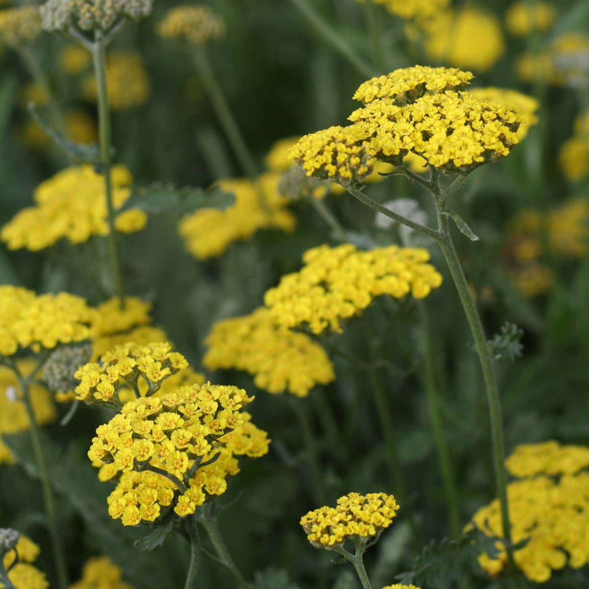 röllika 'Moonshine'