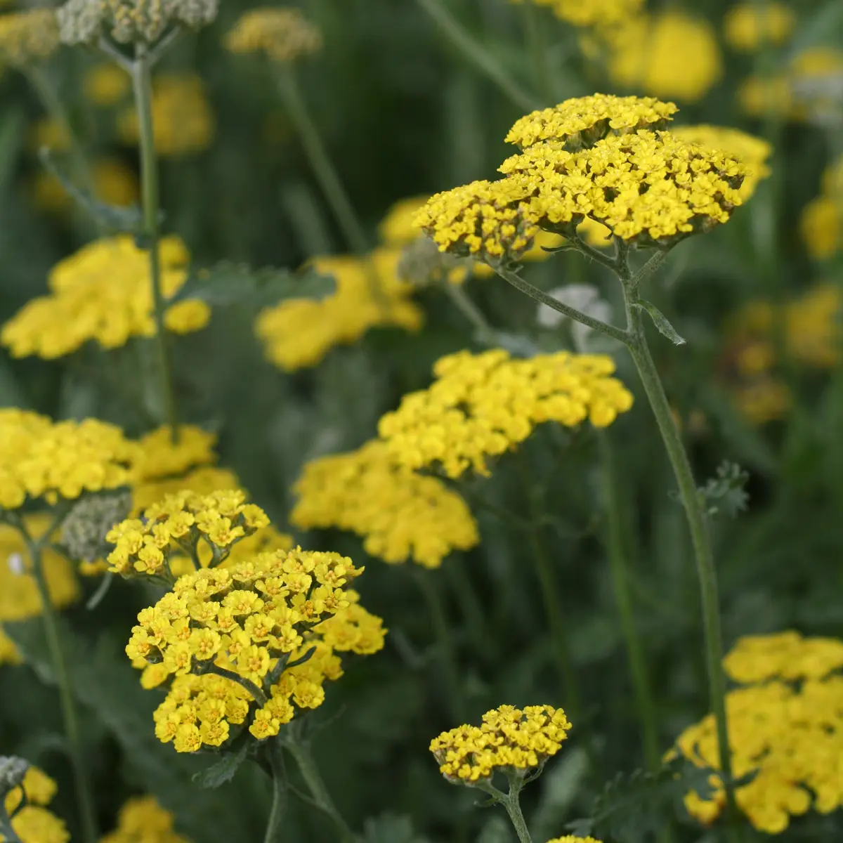 röllika 'Moonshine'