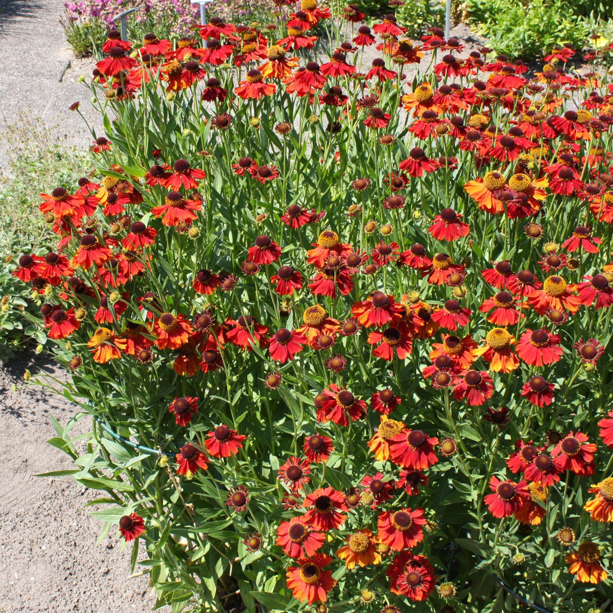 trädgårdssolbrud 'Moerheim Beauty'