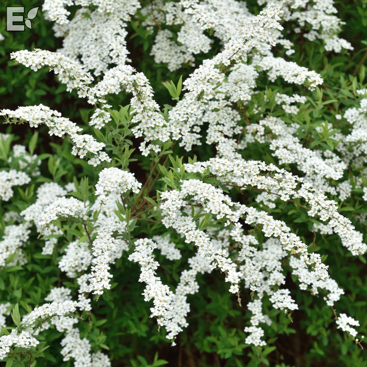 norskspirea E