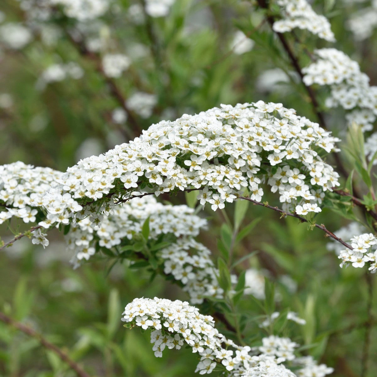 norskspirea