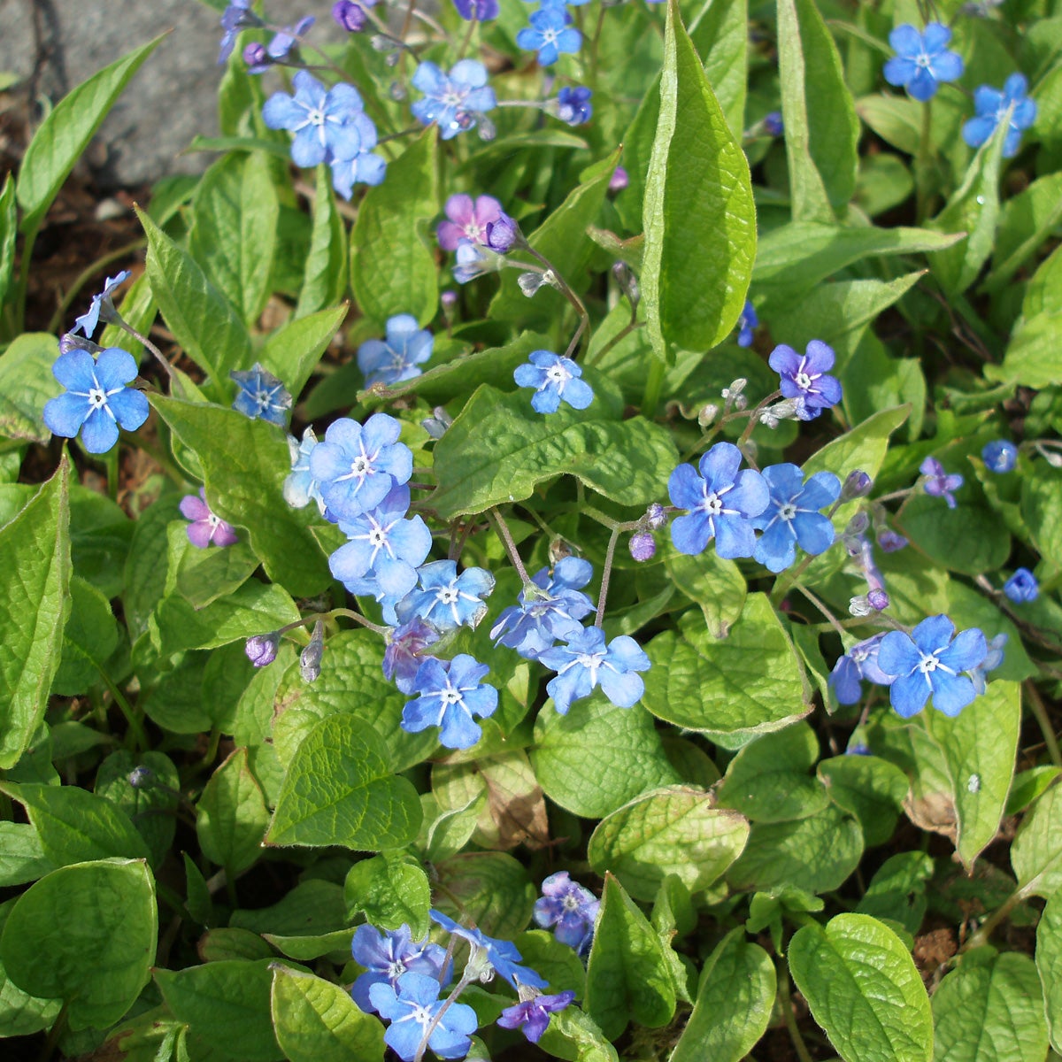 ormöga