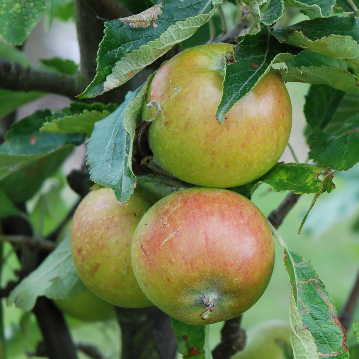äpple 'Cox's Orange Pippin'