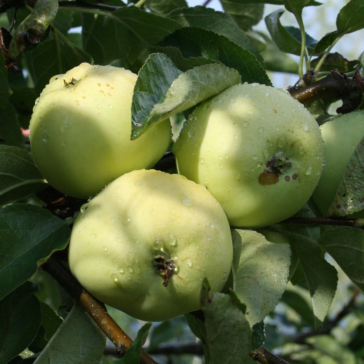 äpple Transparente Blanche