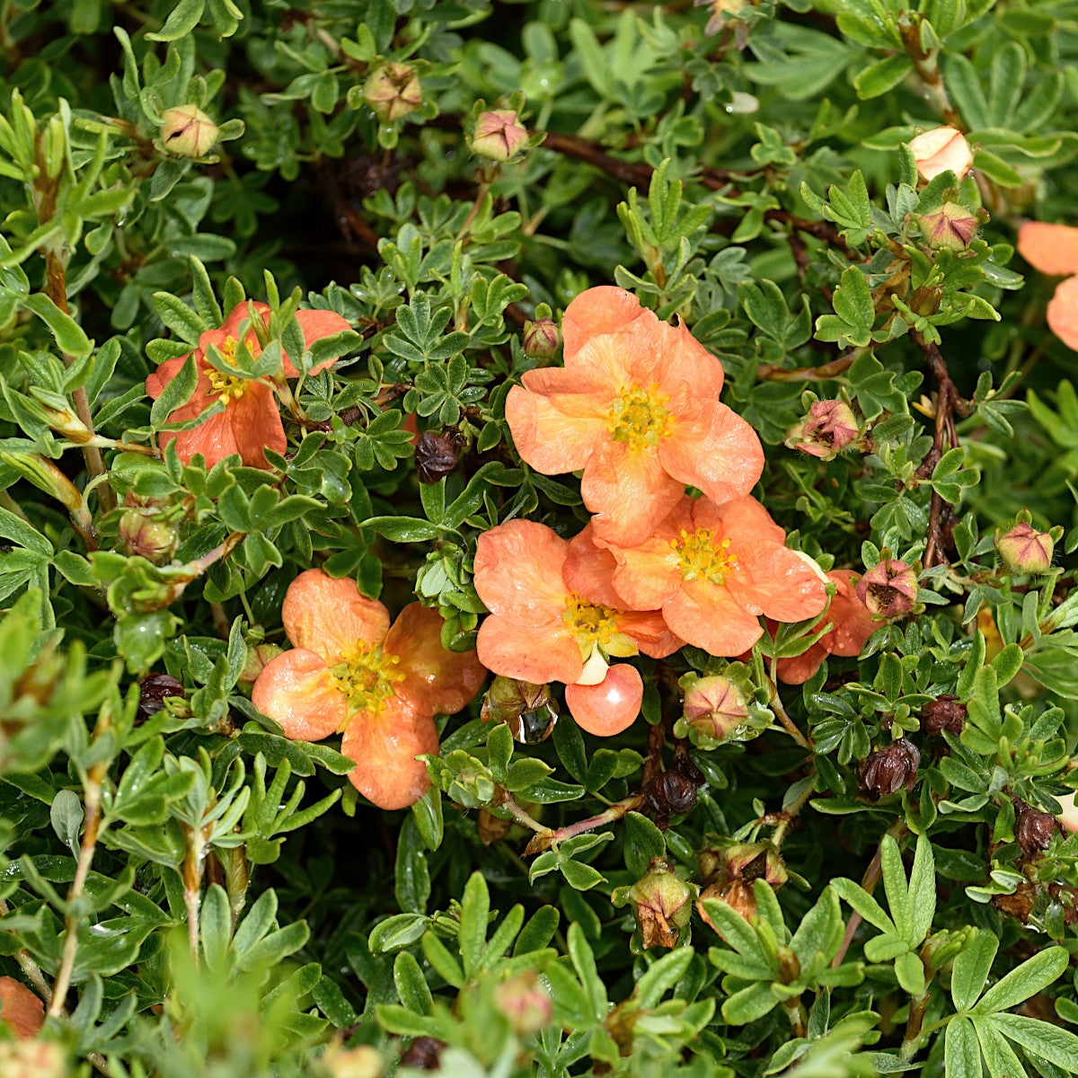 trädgårdstok 'Red Ace'