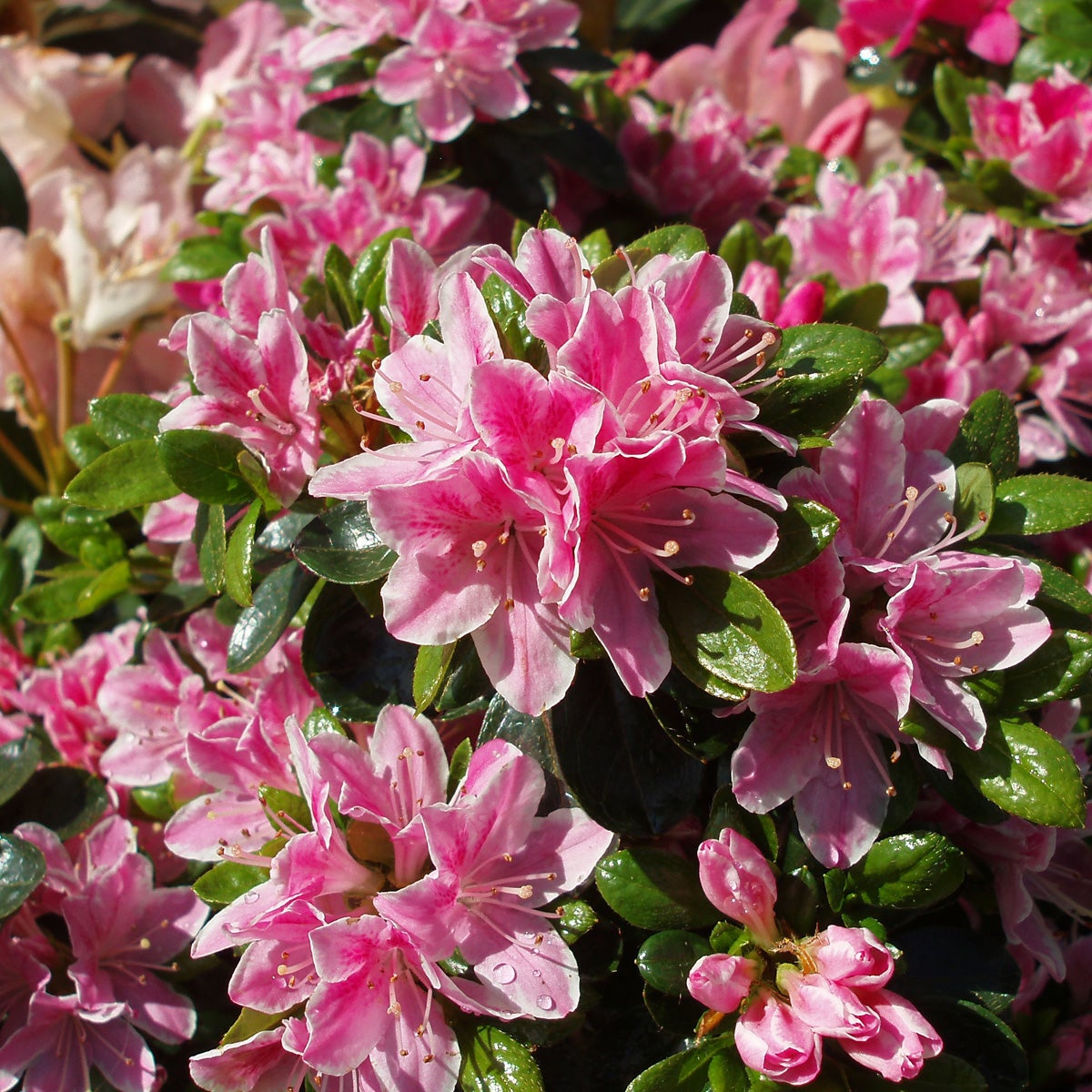 japansk azalea 'Kermesinum Rosé'