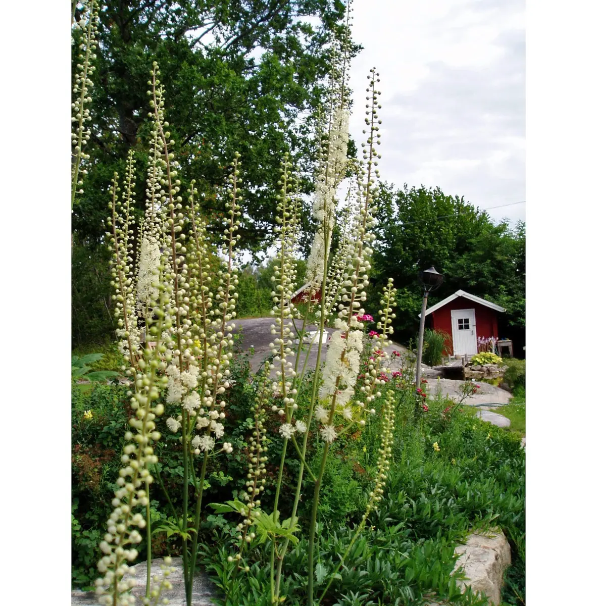 Actaea Racemo Actaea racemosa | Splendor Plant