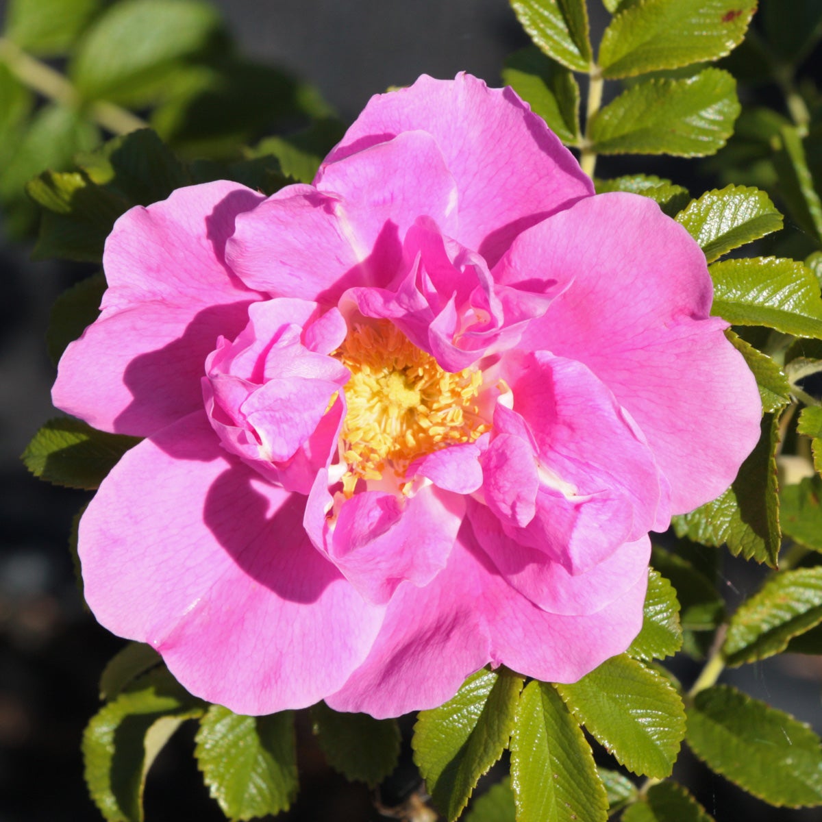 rugosa-ros 'David Thompson'