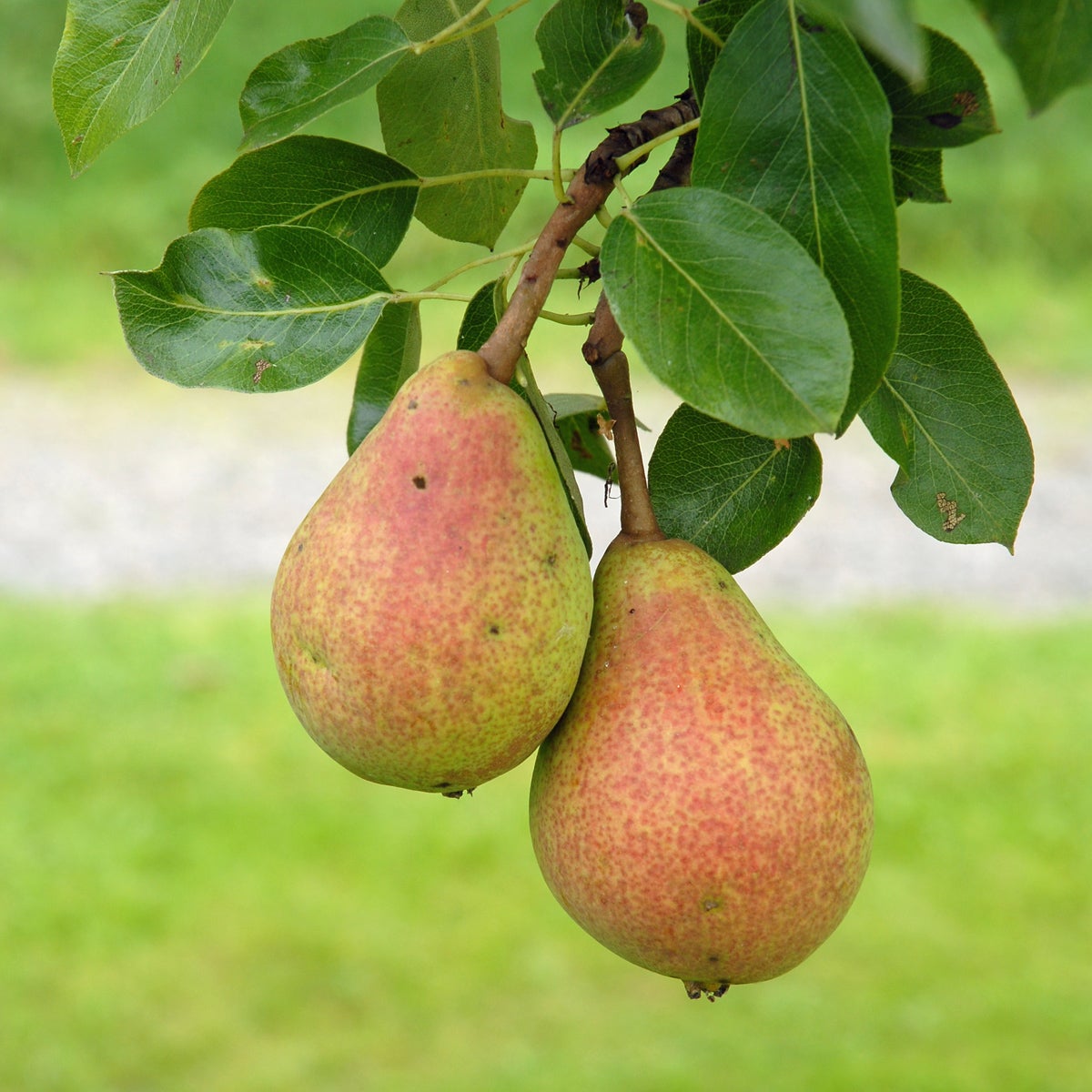 päron 'Clapp's Favourite'