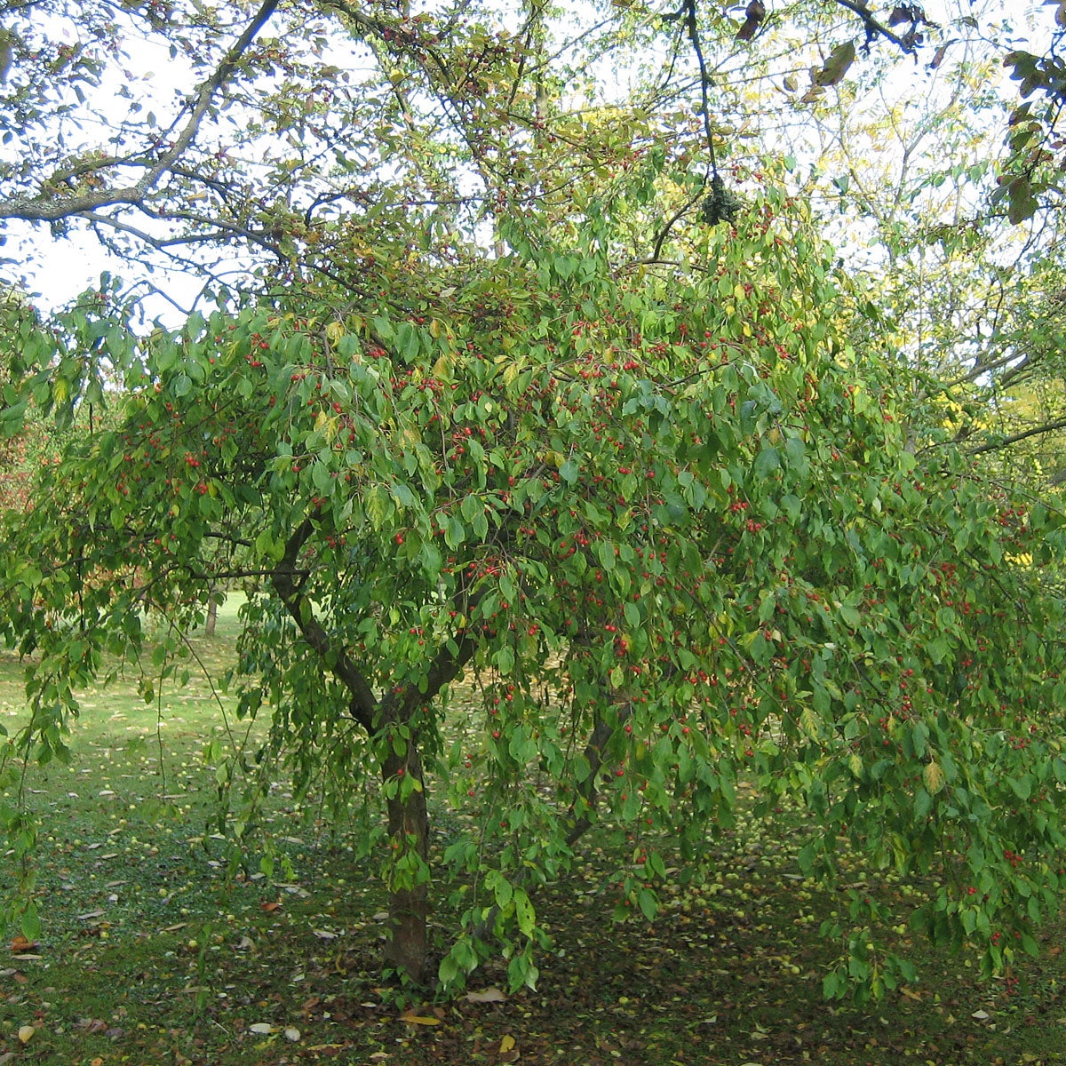 prydnadsapel 'Red Jade'