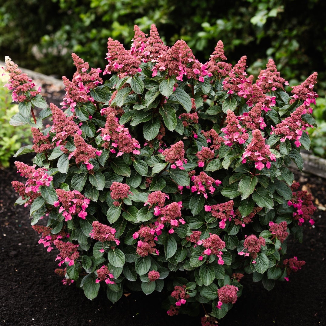 vipphortensia Living Infinity